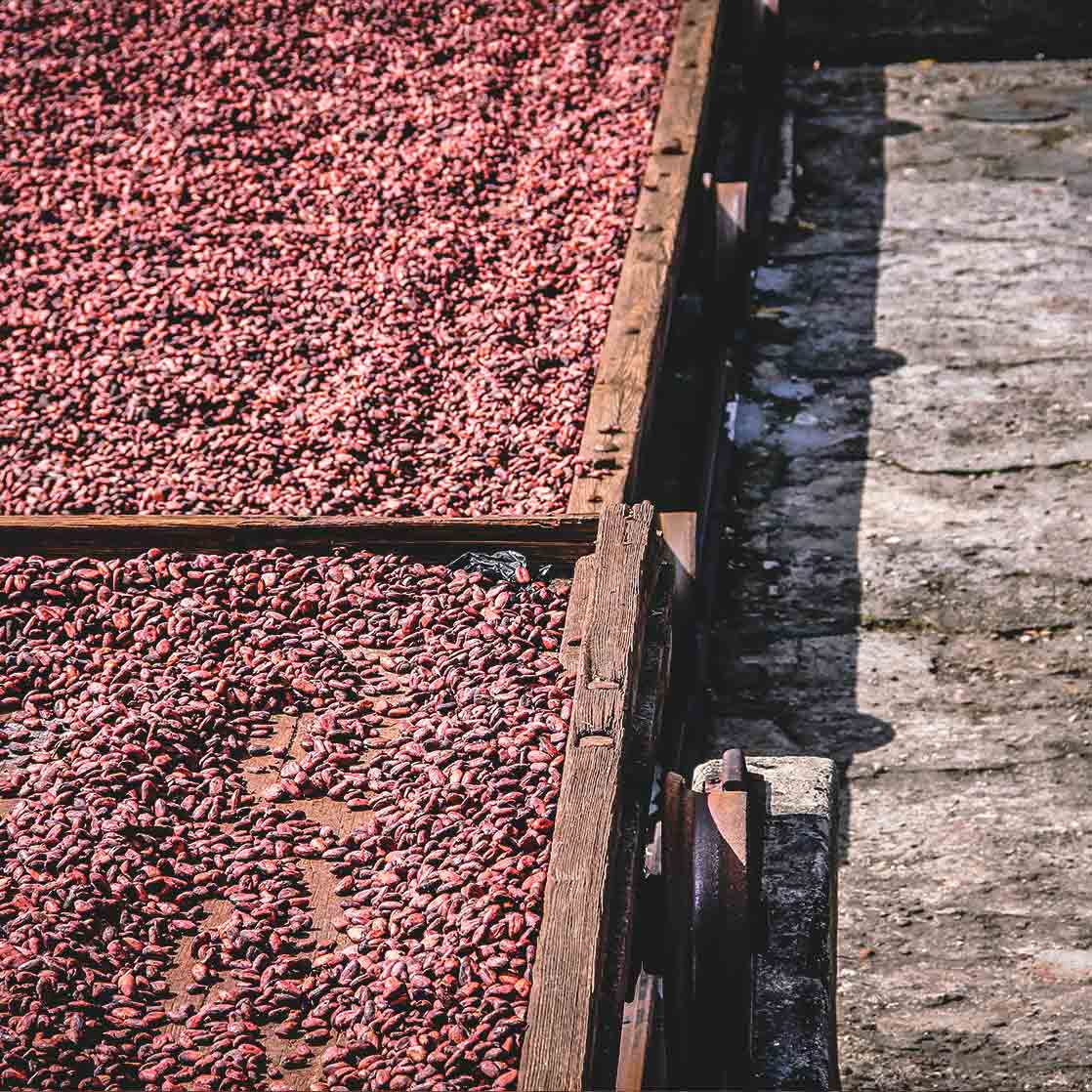 Cacao beans roasting