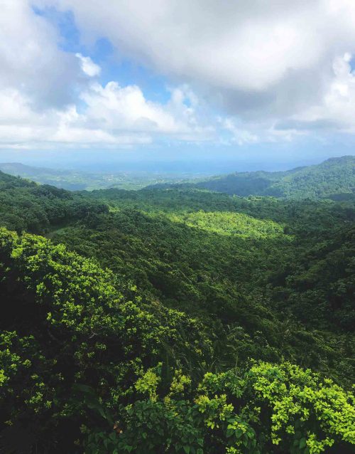 Rainforest view of Grenada